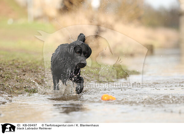 black Labrador Retriever / KB-09497