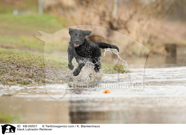 black Labrador Retriever / KB-09501