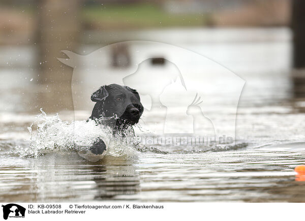 black Labrador Retriever / KB-09508