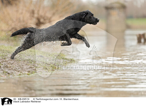 black Labrador Retriever / KB-09514