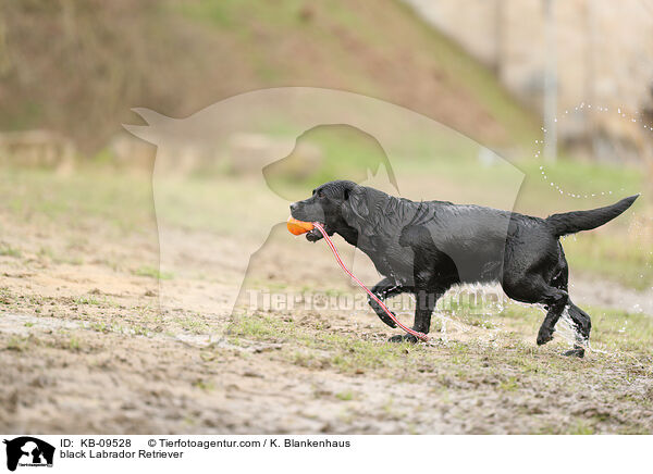 black Labrador Retriever / KB-09528