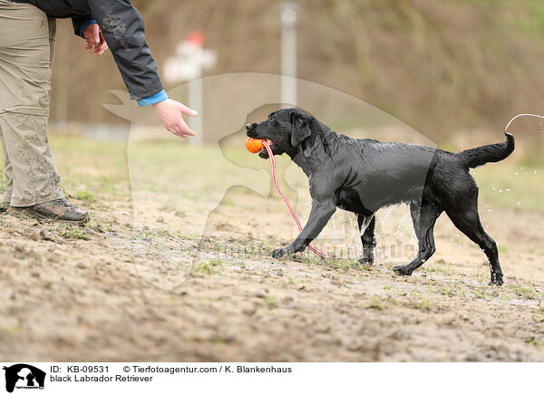 black Labrador Retriever / KB-09531