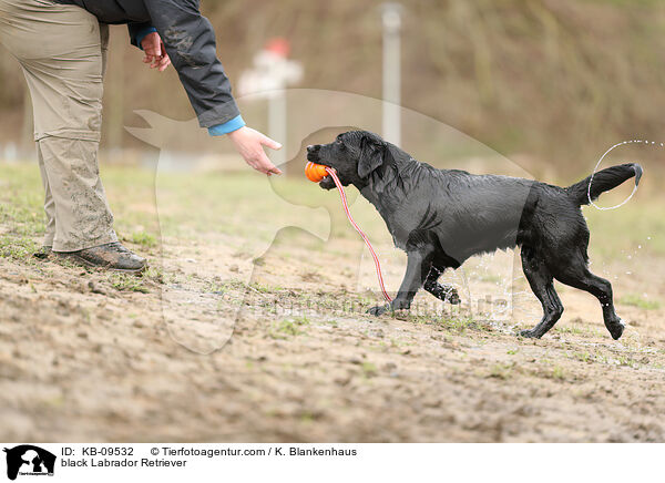 black Labrador Retriever / KB-09532