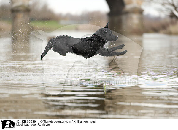 schwarzer Labrador Retriever / black Labrador Retriever / KB-09539