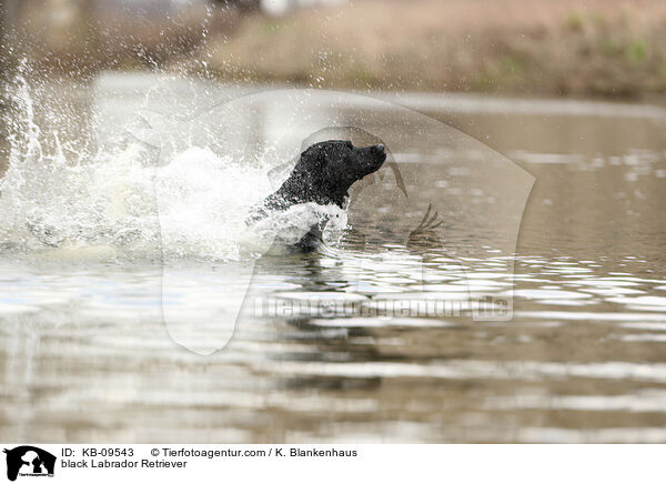black Labrador Retriever / KB-09543