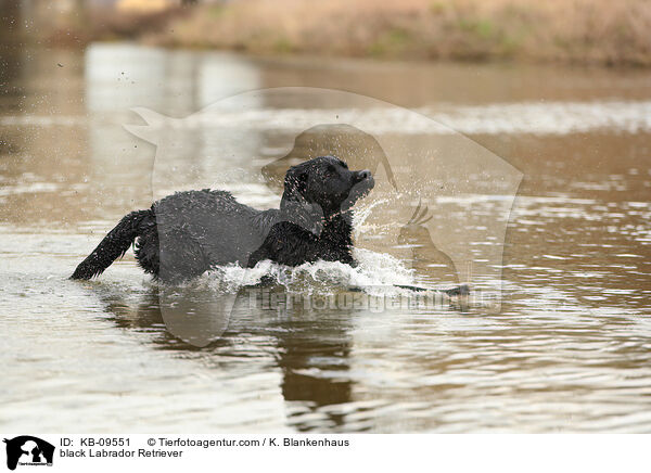 black Labrador Retriever / KB-09551