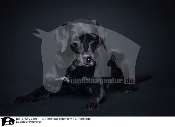 Labrador Retriever / EHO-02395