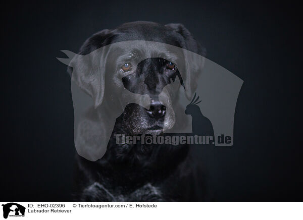Labrador Retriever / EHO-02396