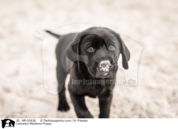 Labrador Retriever Puppy / NP-03426