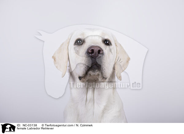 female Labrador Retriever / NC-03138