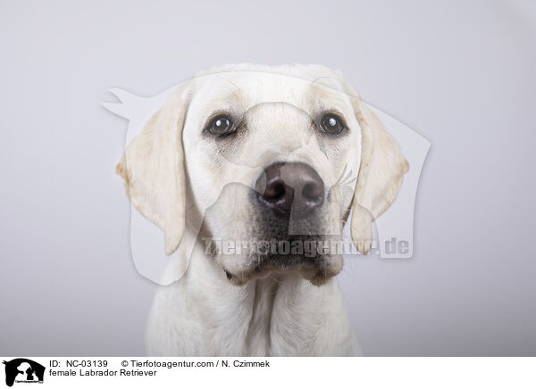 female Labrador Retriever / NC-03139