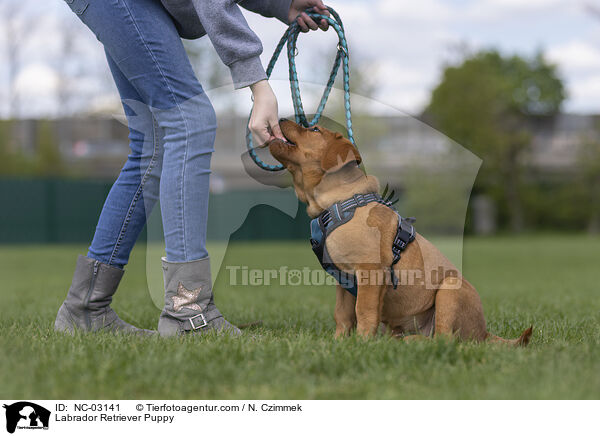 Labrador Retriever Puppy / NC-03141
