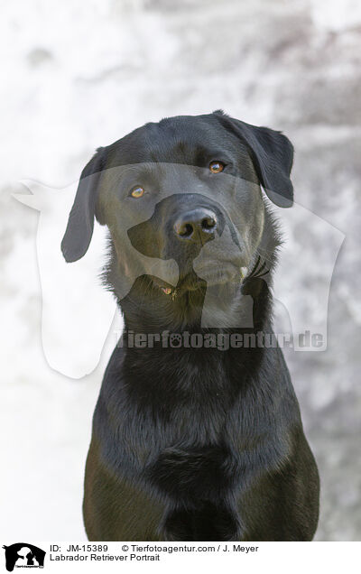 Labrador Retriever Portrait / Labrador Retriever Portrait / JM-15389