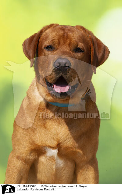 Labrador Retriever Portrait / JM-15390
