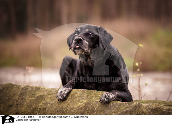 Labrador Retriever / JQ-01054
