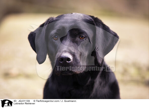 Labrador Retriever / JQ-01139