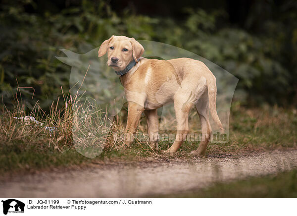 Labrador Retriever Puppy / JQ-01199