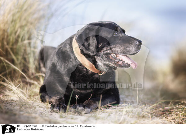 Labrador Retriever / JQ-01398