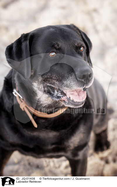 Labrador Retriever / JQ-01408