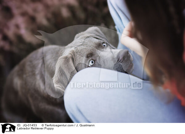 Labrador Retriever Welpe / Labrador Retriever Puppy / JQ-01453