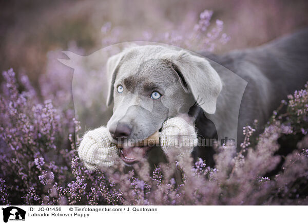 Labrador Retriever Welpe / Labrador Retriever Puppy / JQ-01456