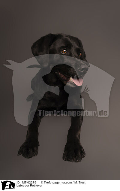 Labrador Retriever / MT-02279
