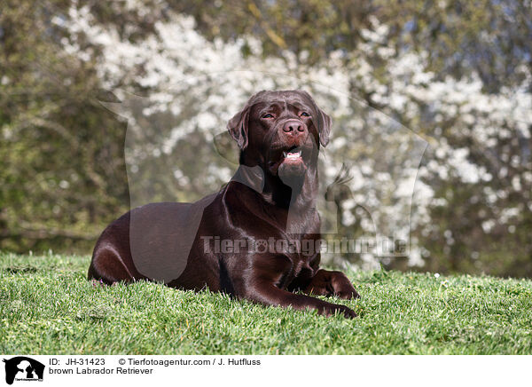 brauner Labrador Retriever / brown Labrador Retriever / JH-31423