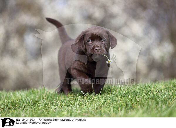 Labrador Retriever puppy / JH-31503