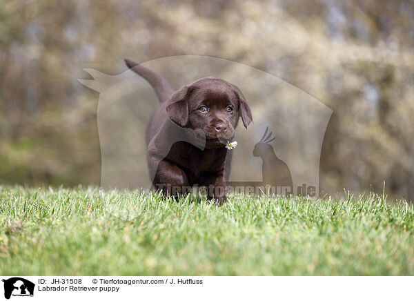 Labrador Retriever puppy / JH-31508