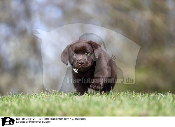 Labrador Retriever puppy / JH-31512