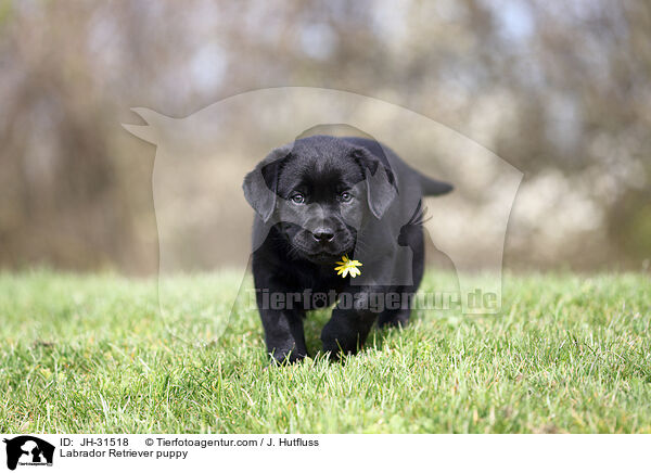 Labrador Retriever puppy / JH-31518