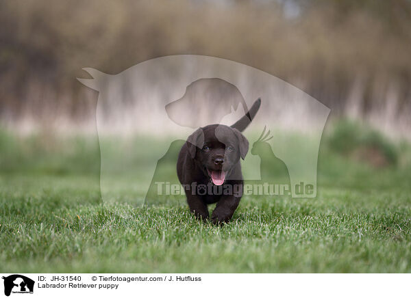 Labrador Retriever puppy / JH-31540
