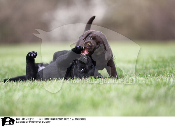 Labrador Retriever puppy / JH-31541