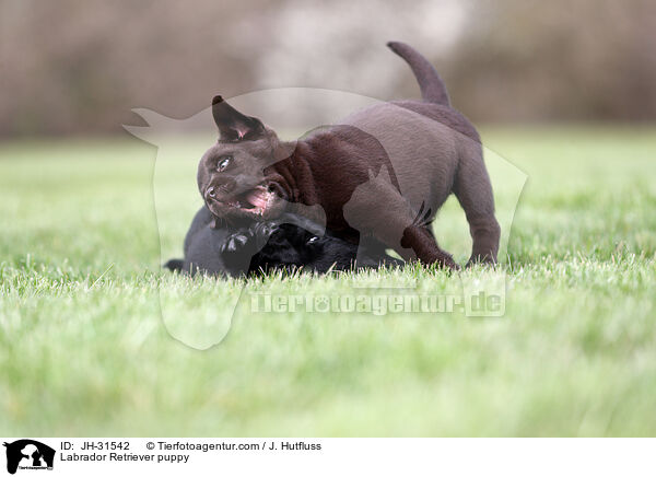 Labrador Retriever puppy / JH-31542
