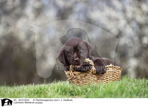 Labrador Retriever puppy / JH-31543