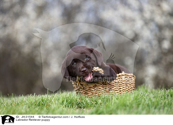 Labrador Retriever puppy / JH-31544