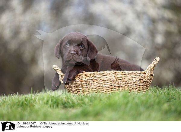 Labrador Retriever puppy / JH-31547