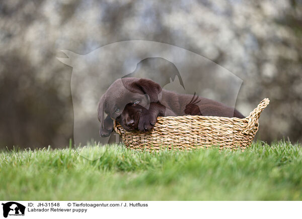 Labrador Retriever puppy / JH-31548