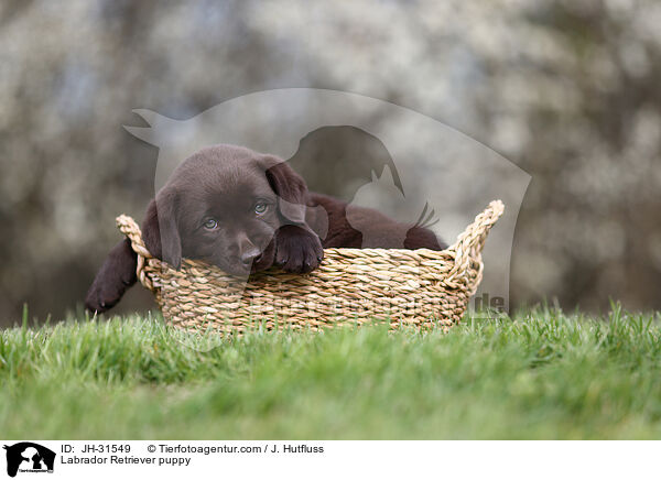 Labrador Retriever puppy / JH-31549