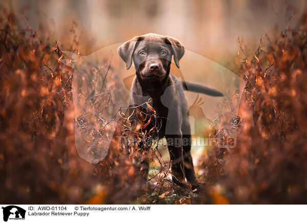 Labrador Retriever Puppy / AWO-01104
