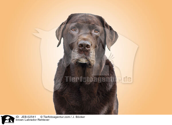 brown Labrador Retriever / JEB-02541