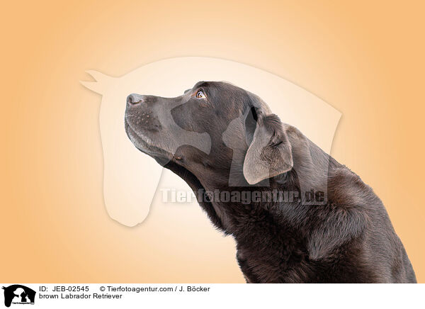 brown Labrador Retriever / JEB-02545