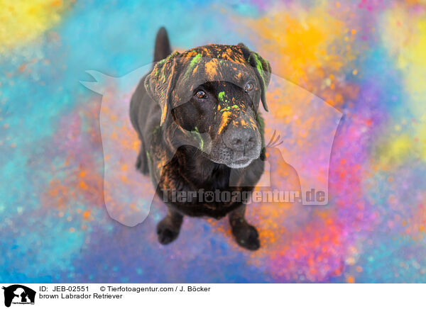 brown Labrador Retriever / JEB-02551