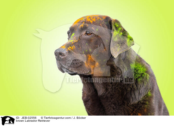 brown Labrador Retriever / JEB-02556