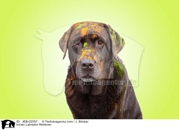 brown Labrador Retriever / JEB-02557