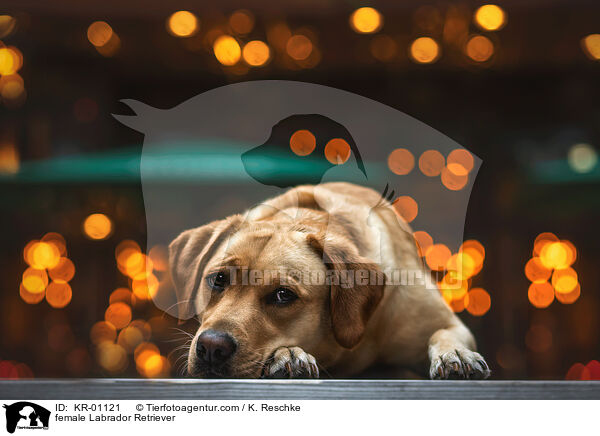 female Labrador Retriever / KR-01121