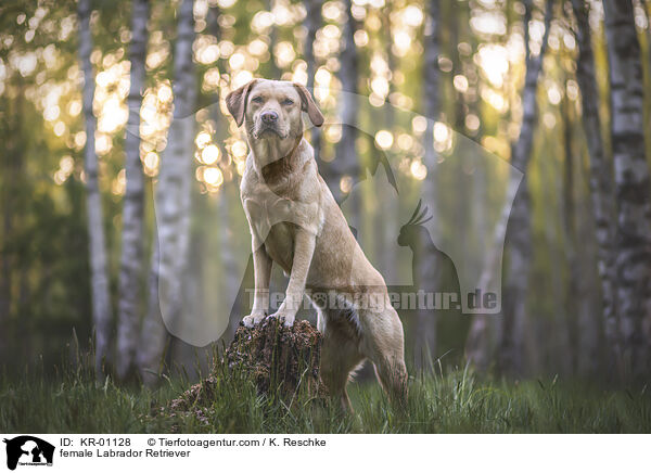 Labrador Retriever Hndin / female Labrador Retriever / KR-01128