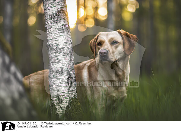 female Labrador Retriever / KR-01130