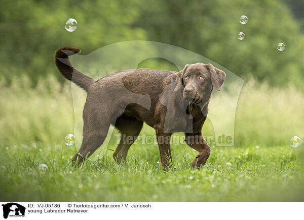 young Labrador Retriever / VJ-05186
