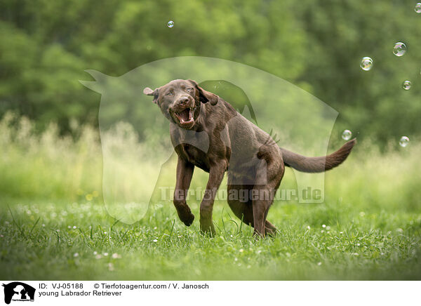 young Labrador Retriever / VJ-05188